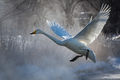 Angel in Flight print
