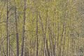 Spring Trees print