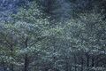 Dogwoods 2 print
