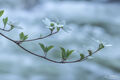 Dogwood Blossoms print