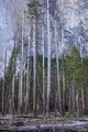 Fallen Trees print