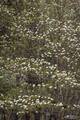 Dogwoods 1 print