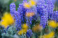 Lupine Spring print