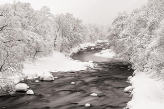 River through the trees