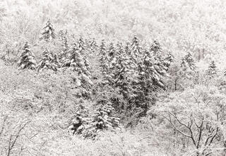 Snow-covered Forest
