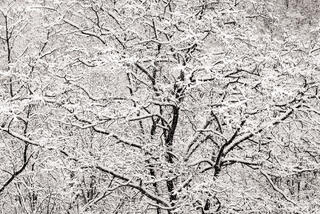 Tree in Snow