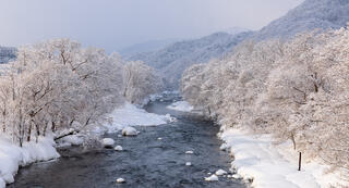 Frosted Trees