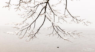 Branches along Lake Toya