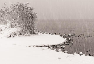Grasses & Snow