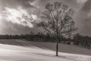 Biei Tree Shadows