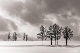 Five Trees, Biei