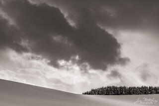 Forest on the Hill