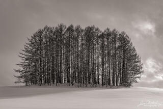 Stand of Trees #2, Biei