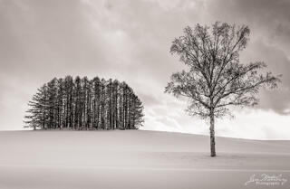 Stand of Trees