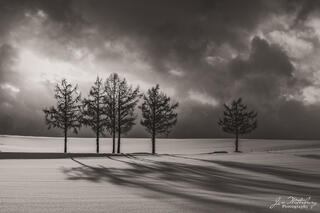 Six Trees