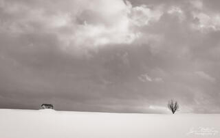 Tree and Shed