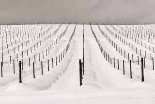Vineyard in Winter