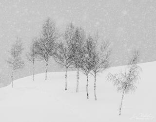 Biei Trees in Snowstorm