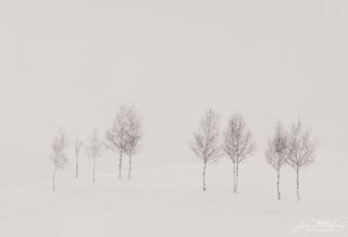Ten Trees in Snow