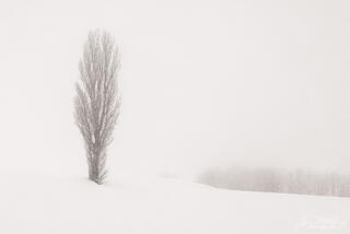 Tree & Forest in Snow