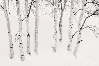 White birch trees in Snow