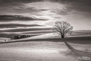 Clouds & Tree