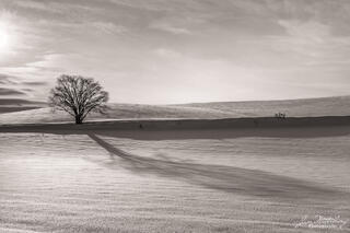 Tree & Shadow
