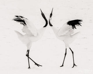 Dance of the Cranes #2