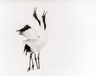 Dance of the Cranes #1