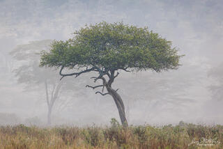 Morning Mist