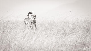 On the Hunt