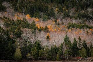 Last Days of Color