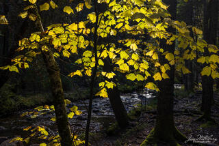 Peace by the Stream