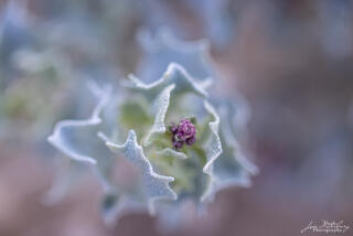 California, Death Valley