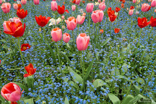 Red Tulips