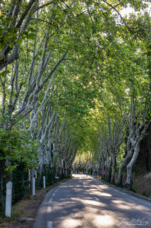 Tunnel of Trees