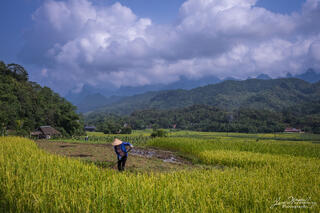 Tending the Fields