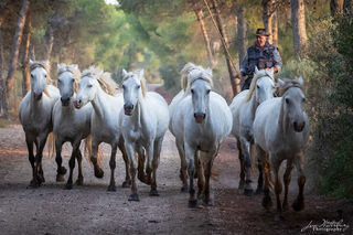 Camargue, horses