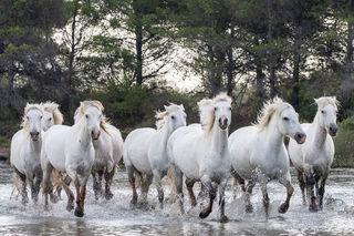 Camargue, horses