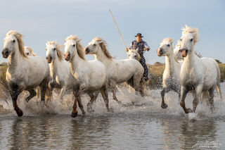 Camargue, horses