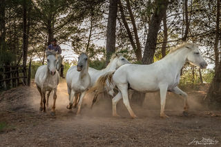 Camargue, horses