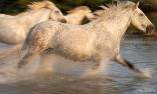 Camargue, horses