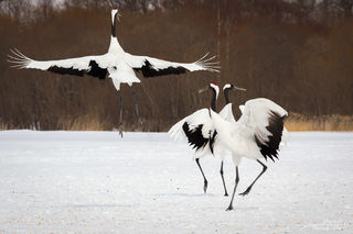 Dancing for Joy