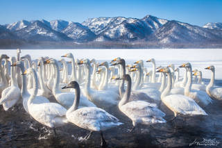 Hungry Flock