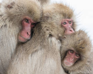 Family Portrait