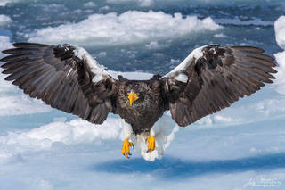 Guarding the Ice
