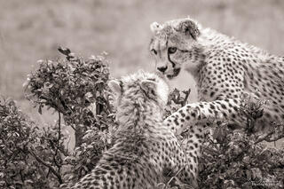 Kenya, Masai Mara, New York, North America, North Conservancy, United States