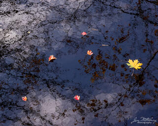 Fall Abstract