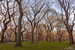 Elms of Central Park