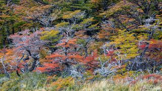 Patagonia Fall